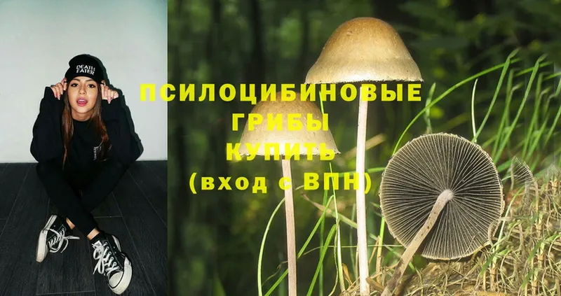 Псилоцибиновые грибы Cubensis Джанкой